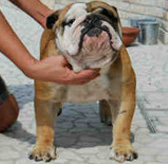 Il Pap dei nuovi cuccioli di Bulldog Inglese  nati nel nostro allevamento
