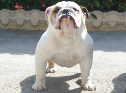 Chanel N. 5 - Psquaed La bulldog Inglese del nostro allevamento pi ..... 