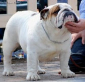 Il Pap dei cuccioli di Bulldog Inglese Multi Campione di alta geniologia 