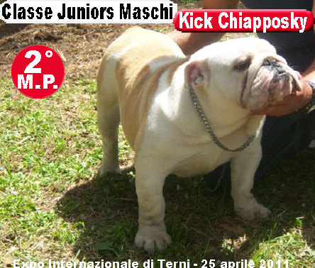 Kick Chiapposky Bulldog Inglese - Expo Terni 2011 