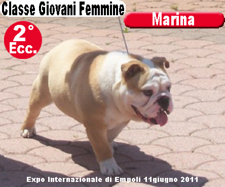 Marina Bulldog Inglese - Expo Empoli 2011